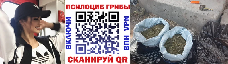 купить   Орлов  Галлюциногенные грибы GOLDEN TEACHER 